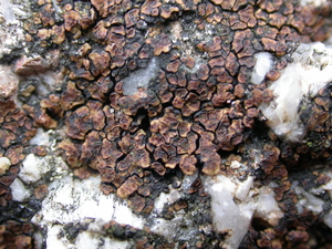 Picture of Acarospora fuscata
