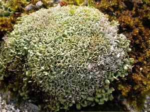 Picture of Cladonia subcervicornis