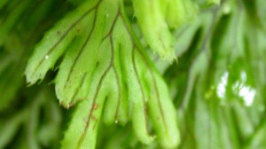 Picture of Hymenophyllum tunbrigense (Tunbridge filmy fern)
