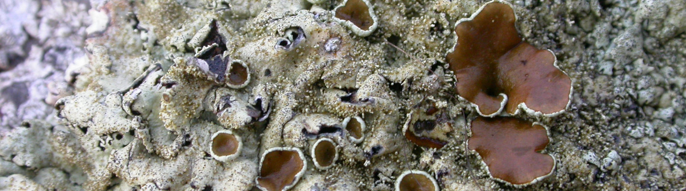 Picture of Xanthoparmelia conspersa