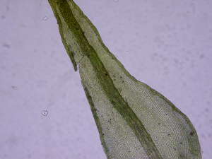 Picture of leaf of Didymodon rigidulus