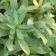 Picture of Euphorbia balsamifera