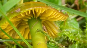 Picture of Hygrocybe psittacina