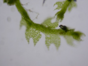 Picture of Cephalozia connivens