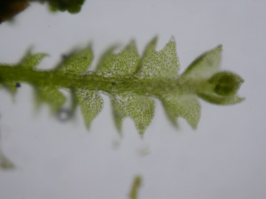 Picture of Cephalozia catenulata