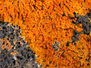 Picture of a Lanzarote lichen