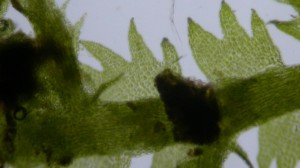 Picture of Lepidozia reptans