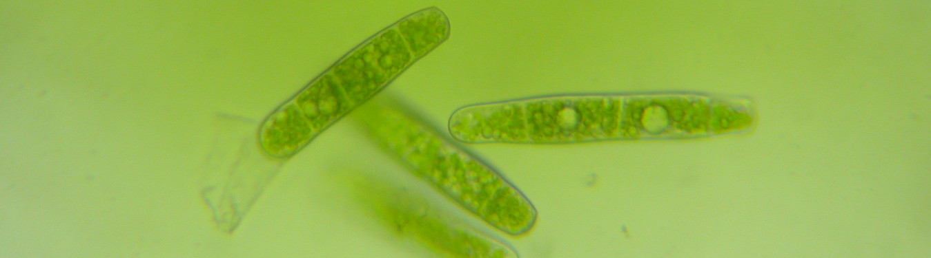Picture of gemmae of Plagiothecium curvifolium