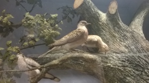 Picture of Turtle Dove (Streptopelia turtur)