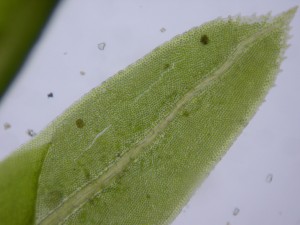 Picture of Fissidens dubius leaf