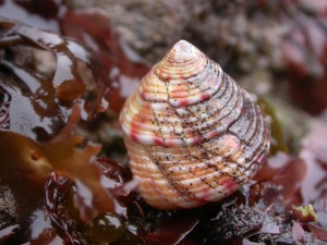 Picture of Painted Top Shell (Calliostoma zizyphinum)