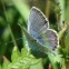 Picture of Silver-studded Blue (Plebejus argus)
