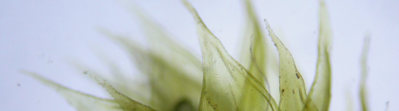 Picture of the leaf tips of Antitrichia curtipendula